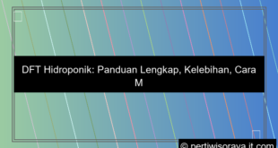 DFT hidroponik
